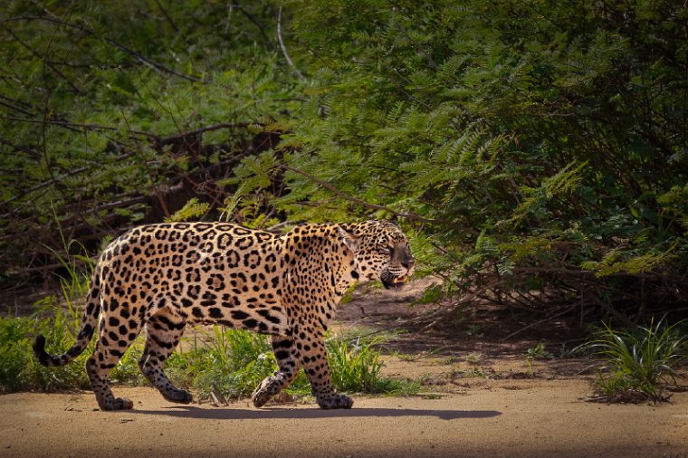 026 Noord Pantanal, jaguar.jpg